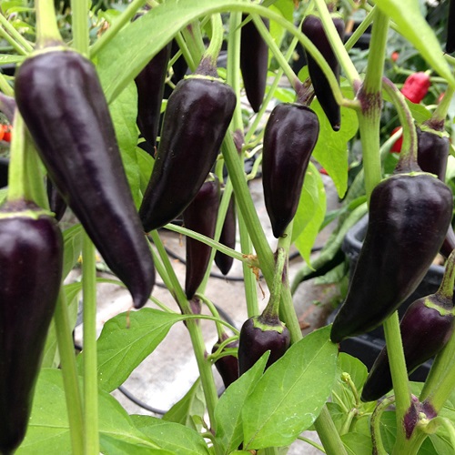 พริกจาราปิโน่ สีม่วง - Purple Jalapeno Pepper