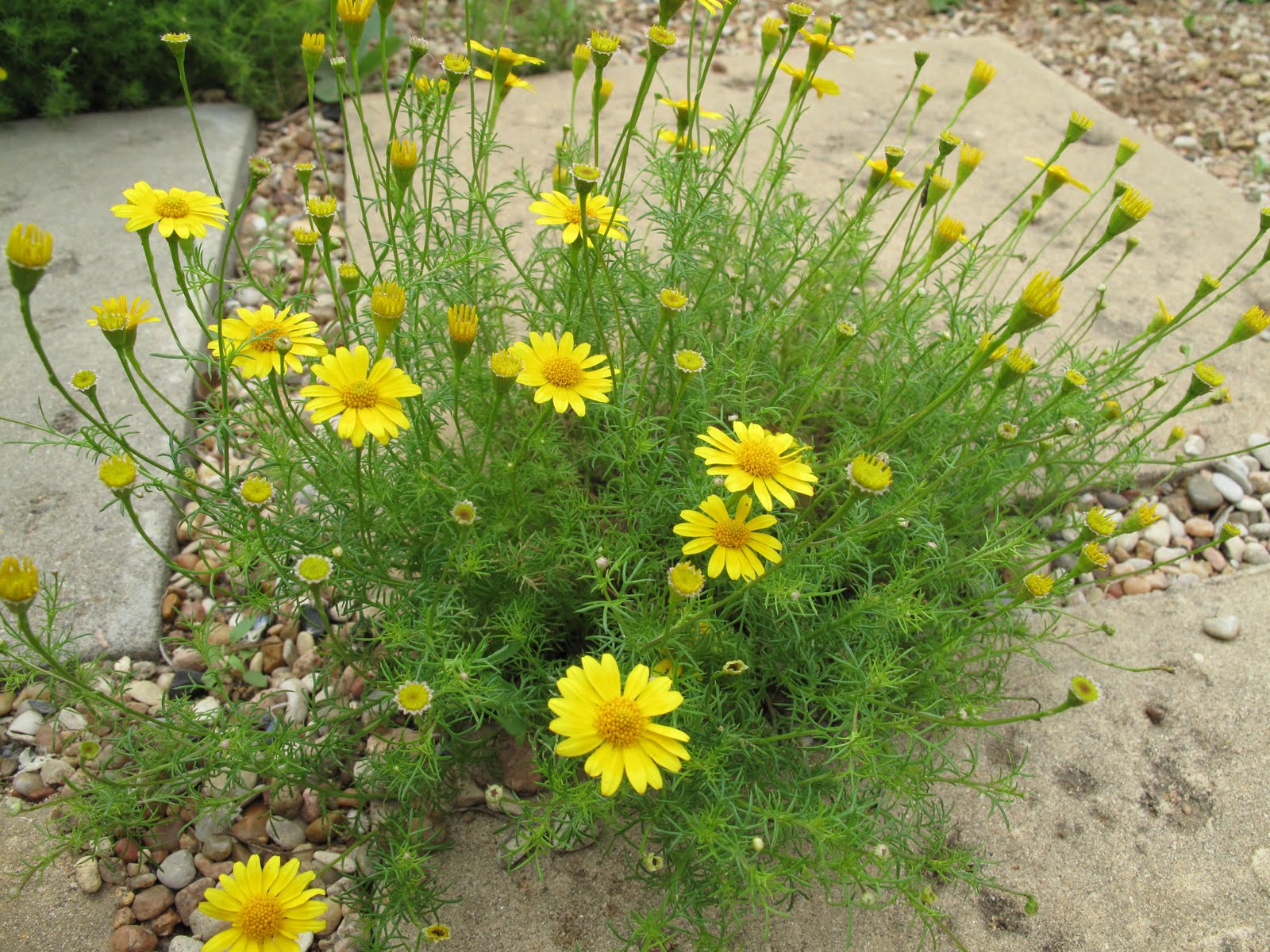 ดอกดาลเบิร์กเดซี่ - Dahlberg Daisy Flower