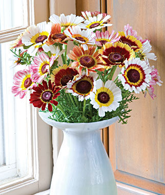 ดอกเดซี่ 3 สี คละสี - Paint Tricolor Daisy Flower