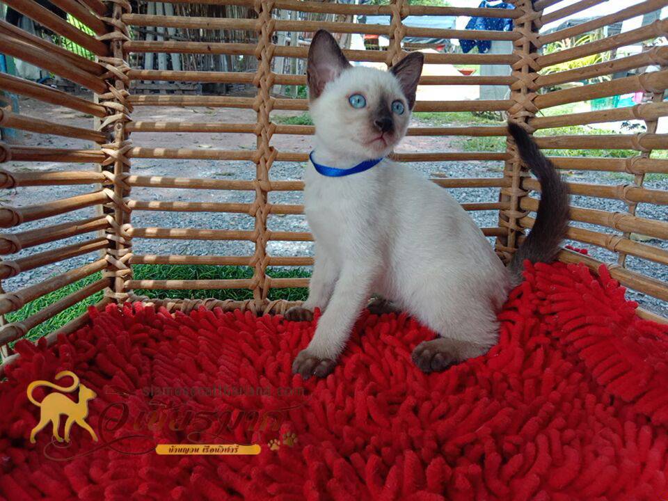 ลูกแมววิเชียรมาศรุ่น 8/2568