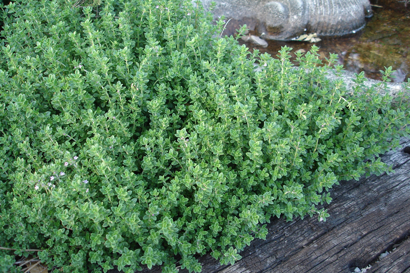 ไทม์ - Thyme