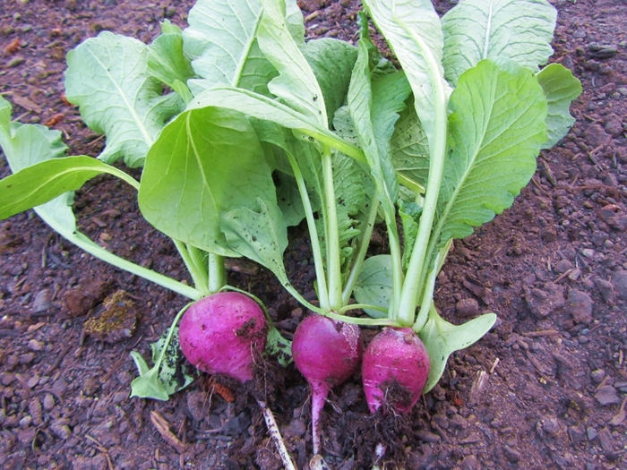 เรดิชสีม่วง - Purple Plum Radish