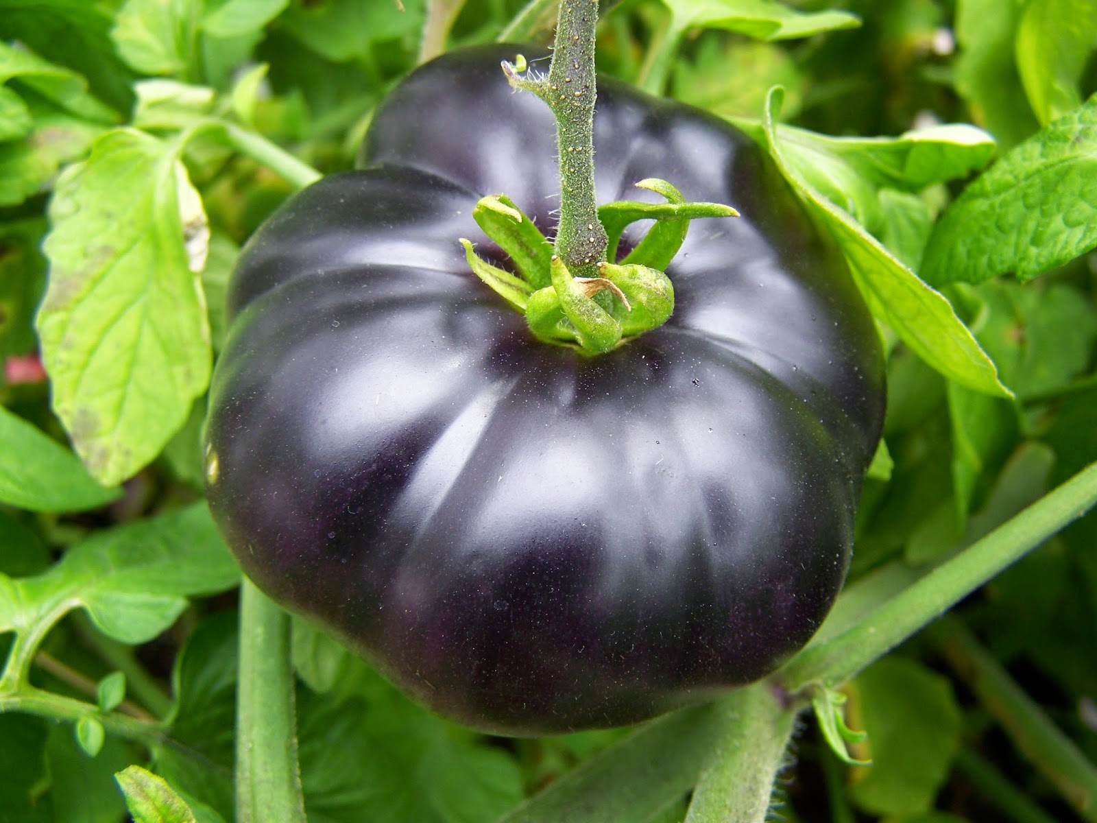 มะเขือเทศแบล็คบิวตี้ - Black Beauty Tomato