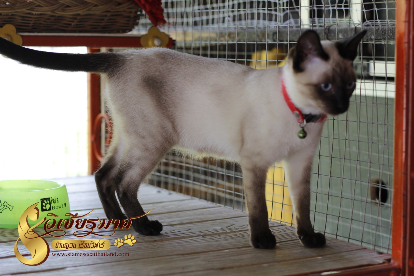 วิเชียรมาศ@บ้านยวนเรือนวิฬาร์