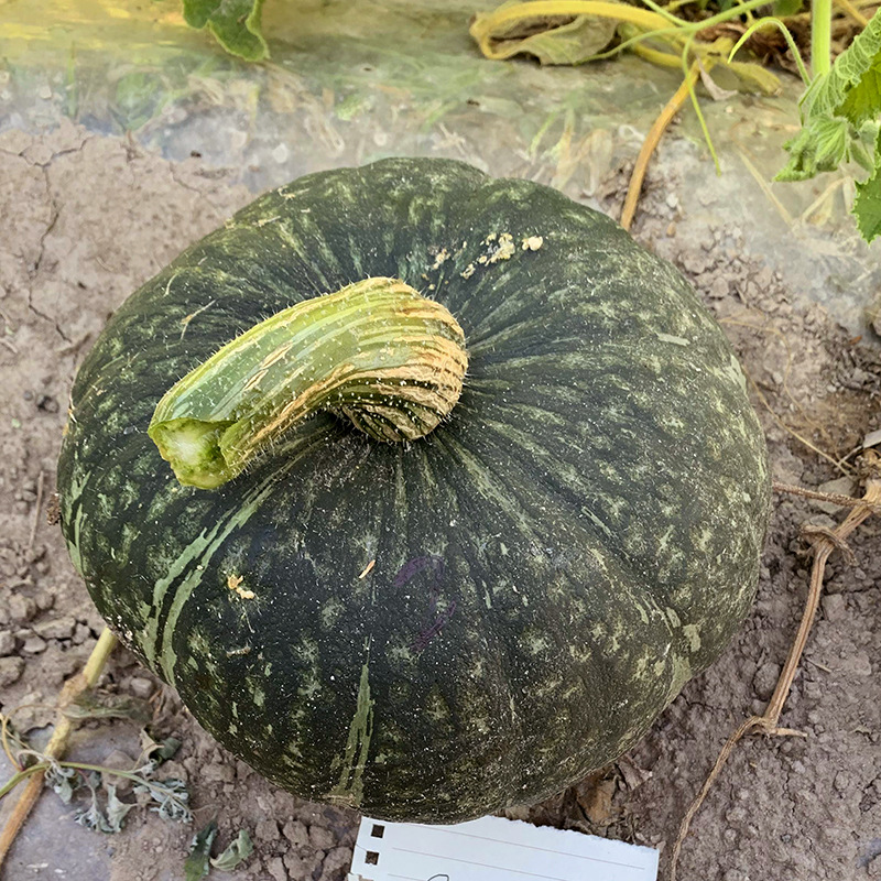 เมล็ดพันธุ์ ฟักทองญี่ปุ่น มิโดริบิวตี้ Midori Beauty Kabocha Squash F1 Seed