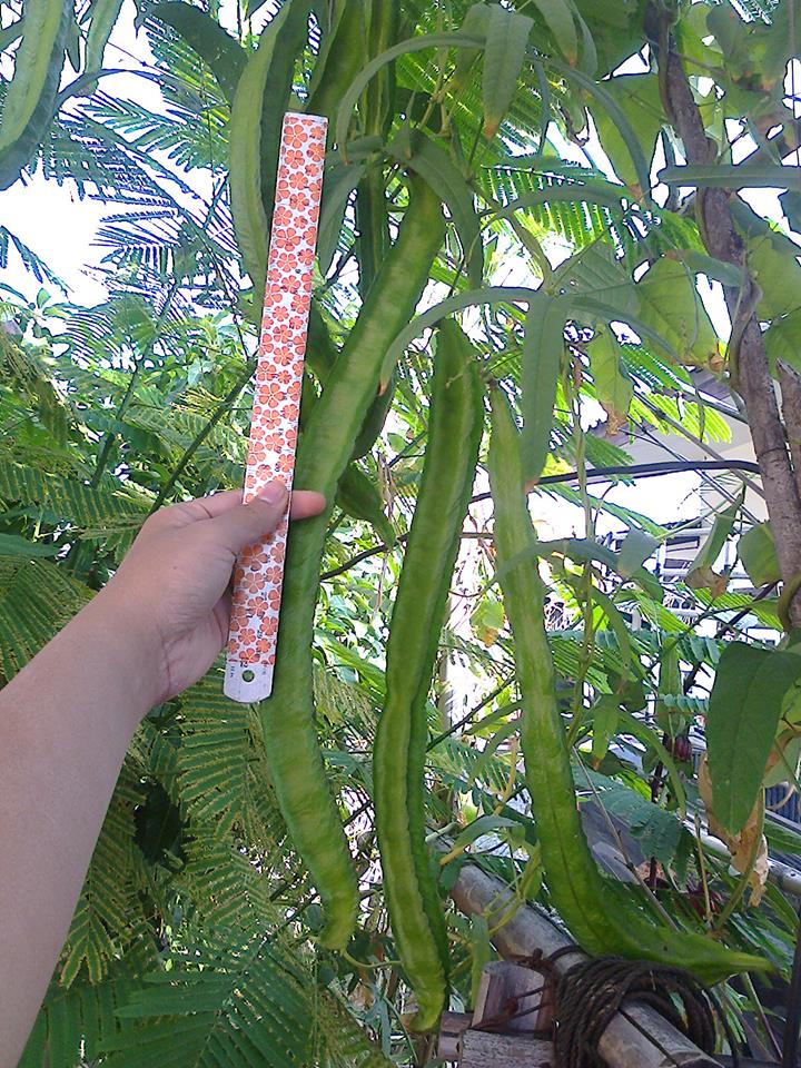 ถั่วพูยักษ์ - Giant Winged Bean