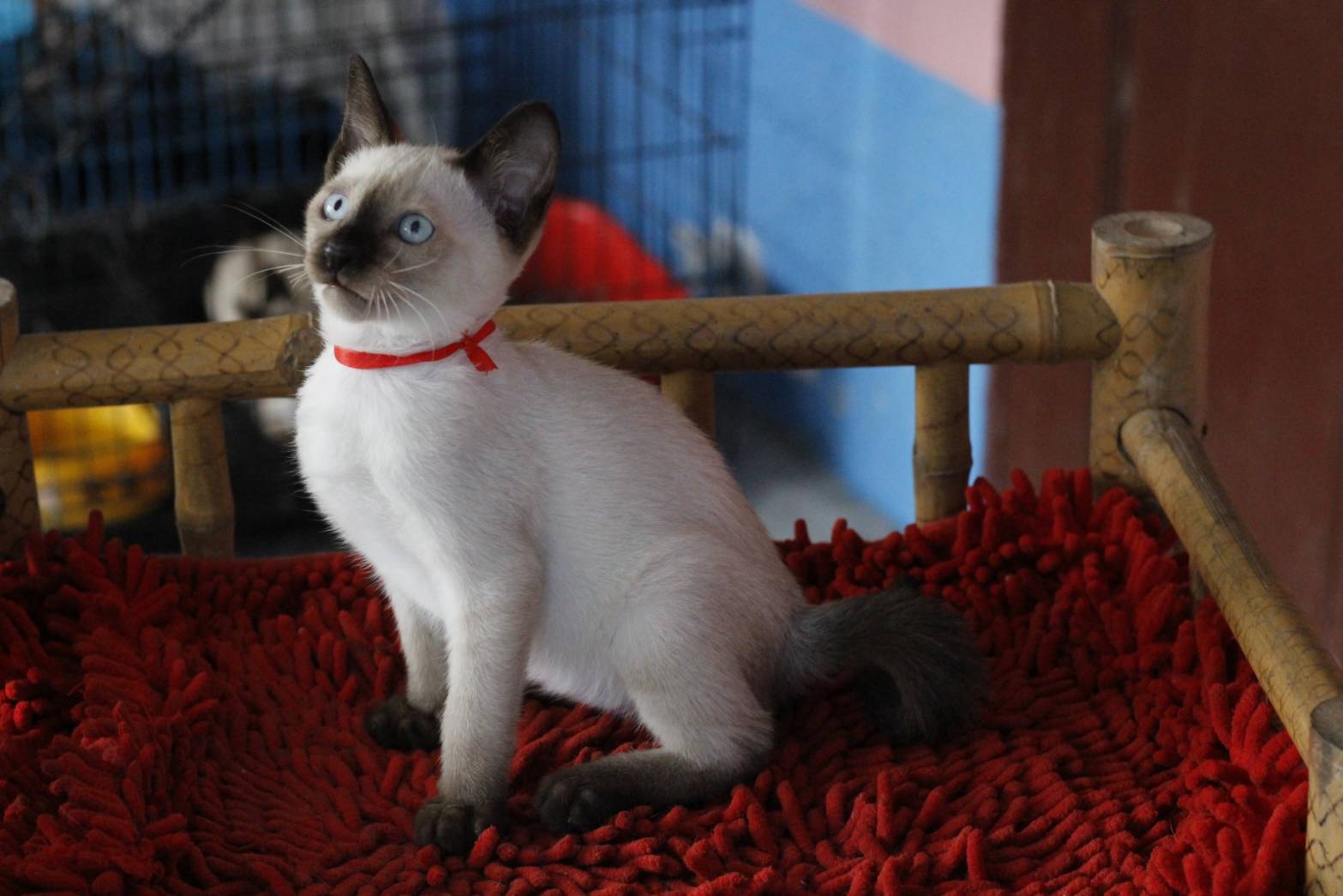 น้องแมวรุ่น 11/2565