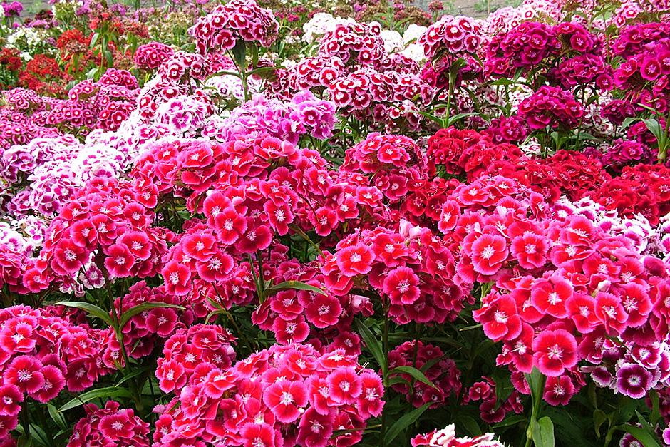 ดอกผีเสื้อสวีทวิลเลี่ยม คละสี - Mixed Sweet William Dianthus Flower