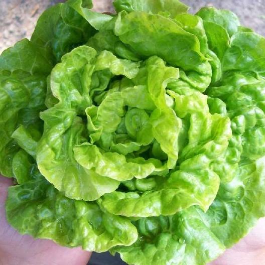 ผักสลัด ทอมทรัมบ์ - Tom Thumb Lettuce