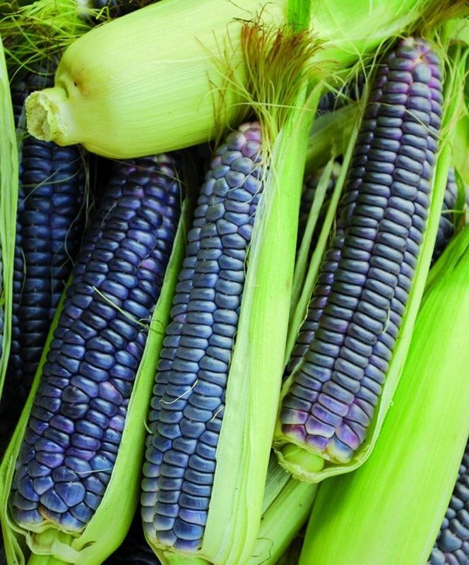 ข้าวโพดบลูโฮปิ - Blue Hopi Corn