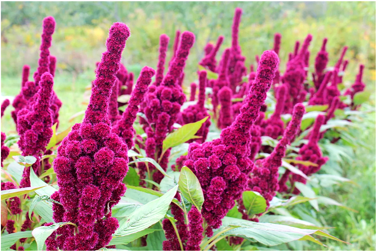 เมล็ดพันธุ์ อะมาแรนธ์หัวช้าง - Amaranth Elephant Heade Seed