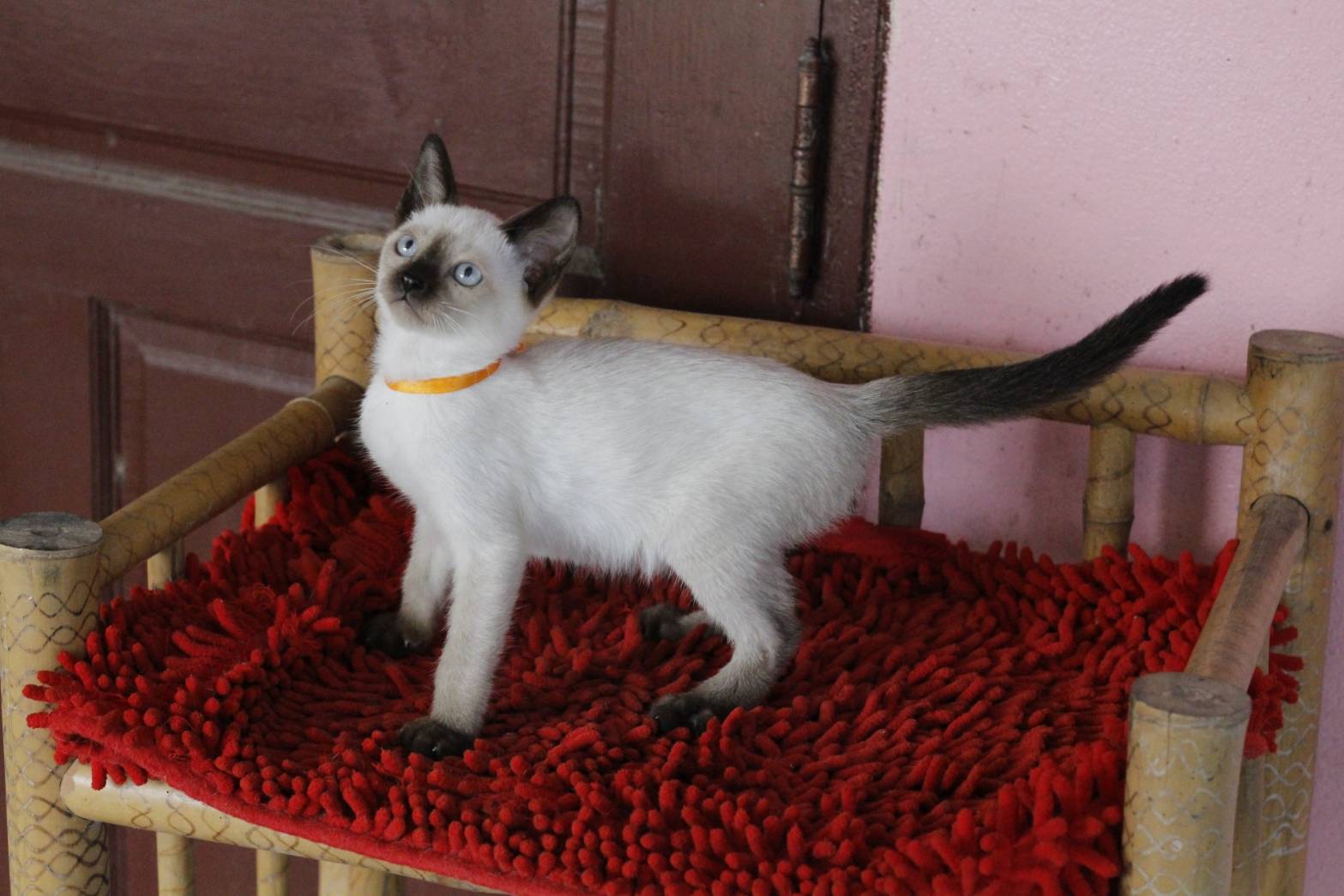 น้องแมวรุ่น 11/2565