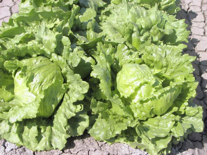 ผักสลัดไอซ์เบิร์ก - Iceberg Lettuce
