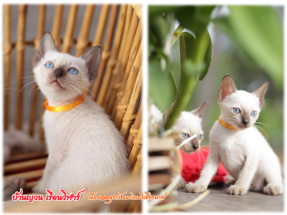 น้องแมว 18/6/2559