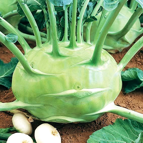 กะหล่ำ ปมยักษ์ - Superschmelz Giant White Kohlrabi
