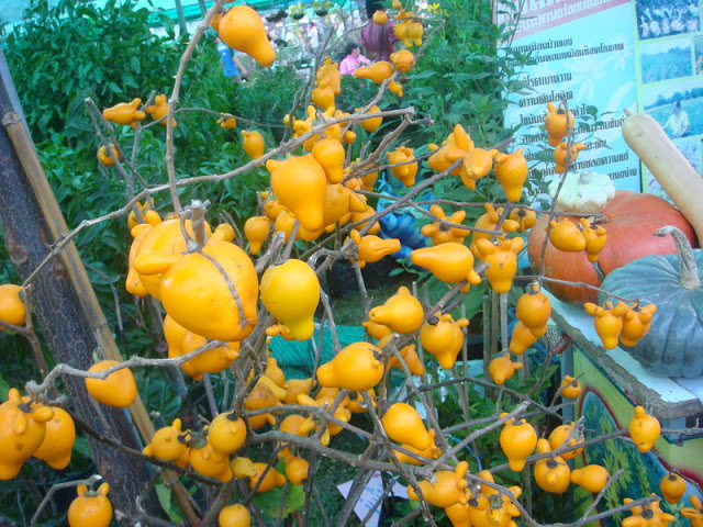 มะเขือการ์ตูน - Nipplefruit Eggplant