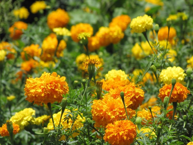 (Whole 1 Oz) เมล็ดพันธุ์ ดาวเรืองแอฟริกาคละสี - Mixed African Marigold Flower Seed