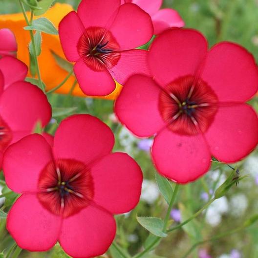 สกาเร็ตเฟล็กซ์ - Scarlet Flax Flower