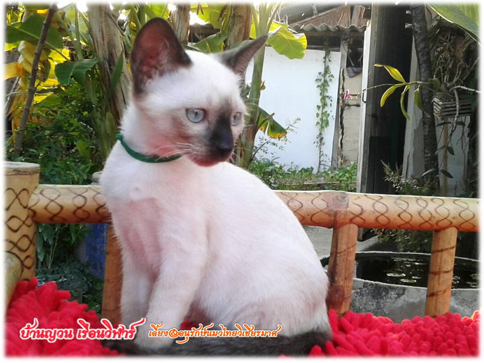 น้องแมว 2/3/2560