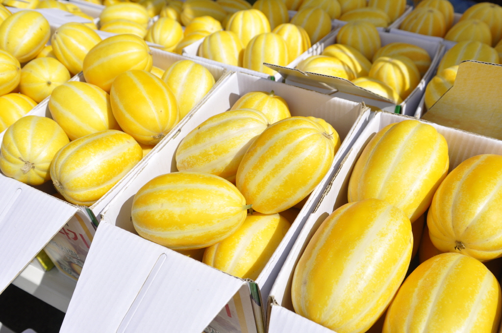 เมล่อนเกาหลี ชาแมร์ - Korean Melon F1