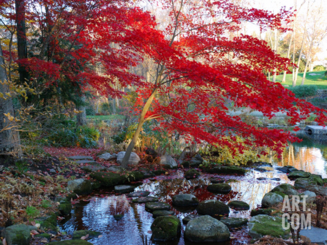 เมเปิลแดง ญี่ปุ่น - Red Japanese Maple Tree