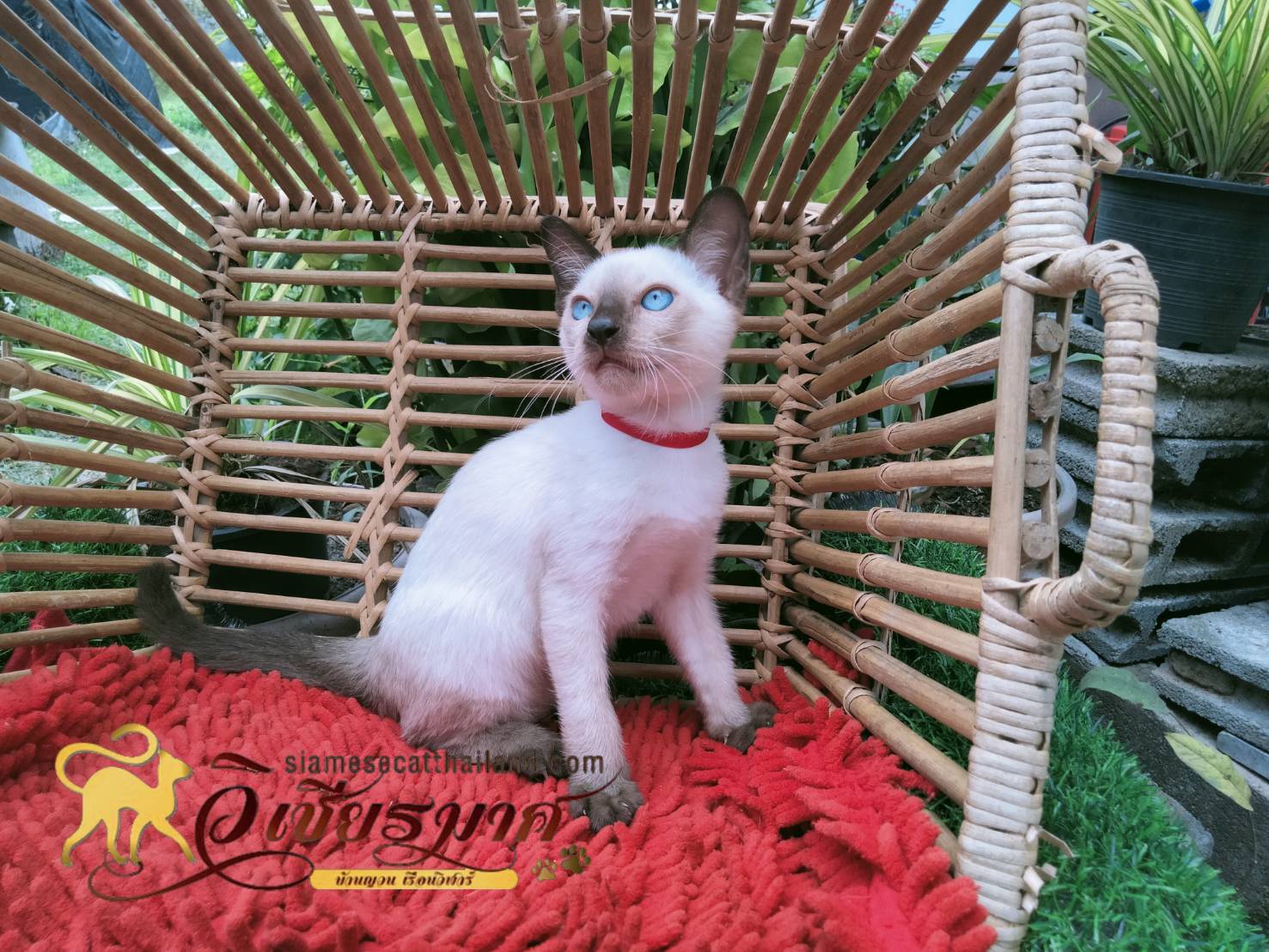 น้องแมว รุ่น 3/2565