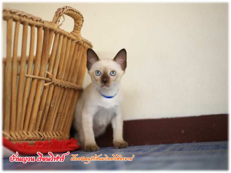 น้องแมวมาใหม่ วันที่ 1/4/2560