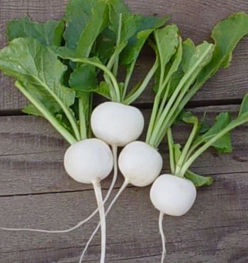 เรดิชเฮลสโตน - Hailstone White Radish