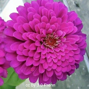 ดอกบานชื่นสีม่วง - Mixed Purple Zinnia Flower