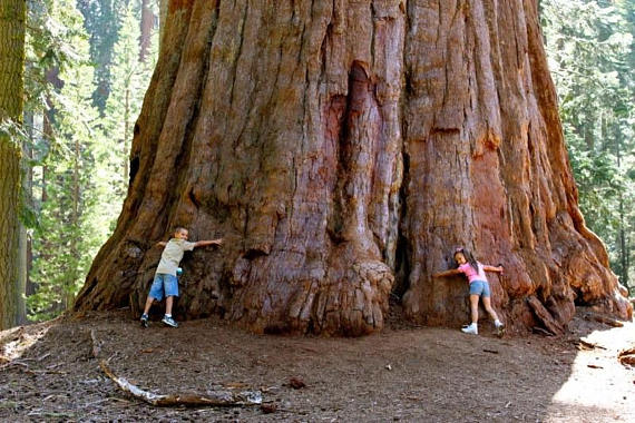 ต้นสนยักษ์ ซีคัวญา - Giant Sequoia Tree