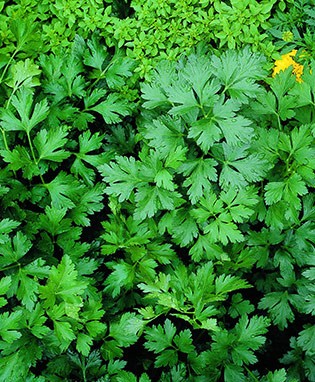 พาสเลย์อิตาเลียน - Flat Leaf Italian Parsley