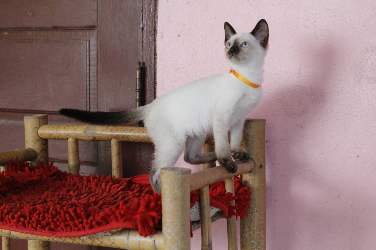 น้องแมวรุ่น 11/2565