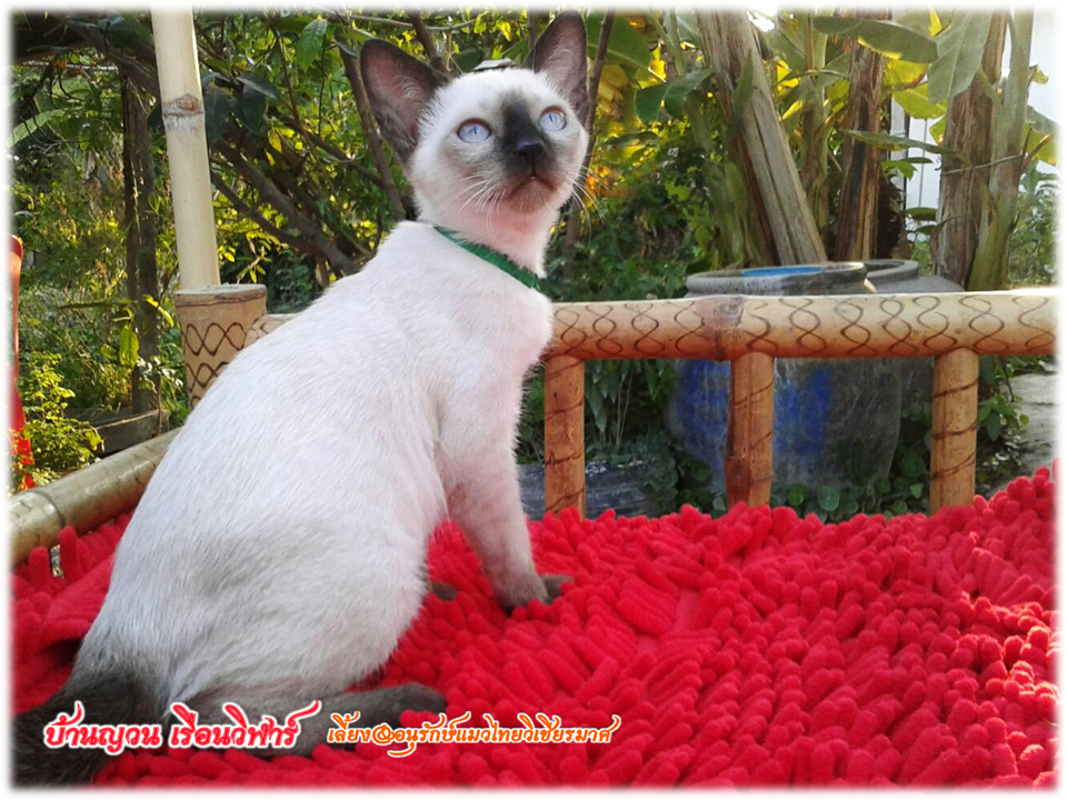 น้องแมว 2/3/2560