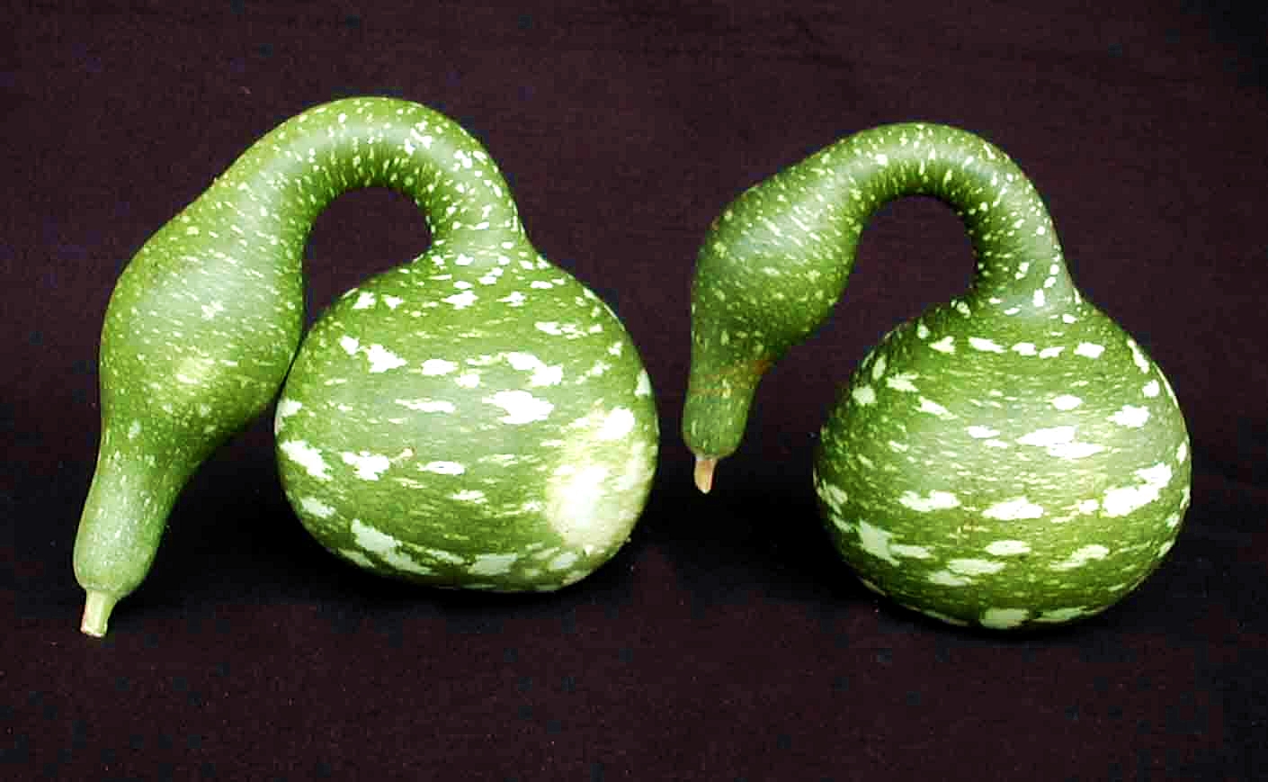 น้ำเต้าคอหงส์ - Gooseneck Swan Gourd
