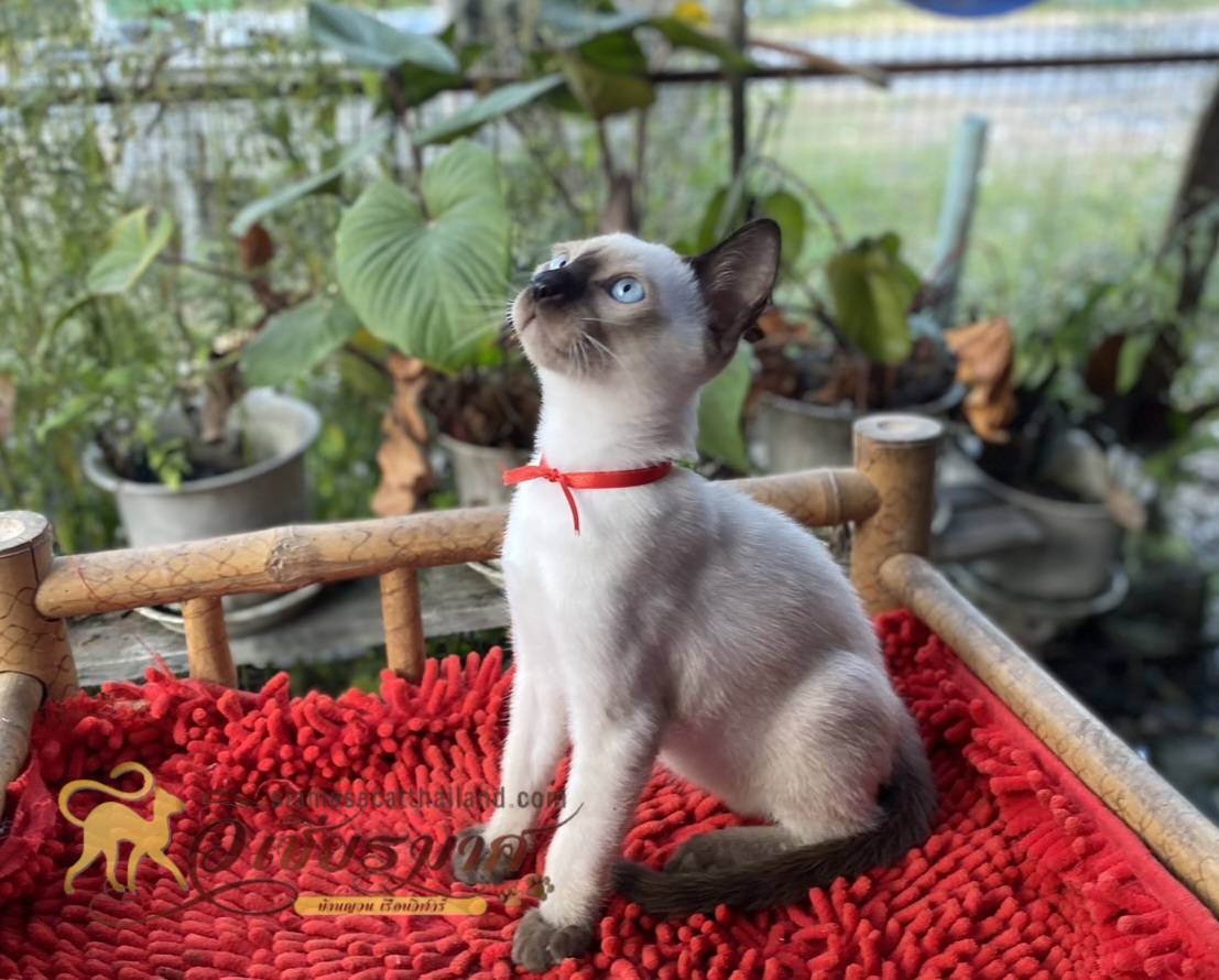 น้องเเมวรุ่น 12/2567