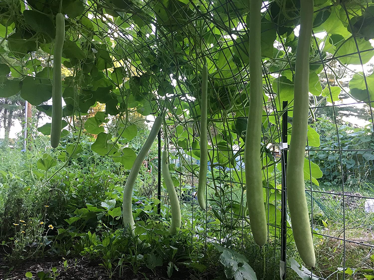 น้ำเต้ายาว คูกุซซี่ - Cucuzzi Gourd