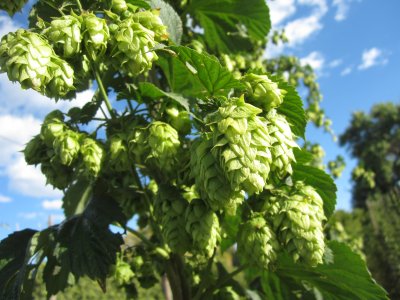 ฮอป (ทำเบียร์) - Common Hops Seeds