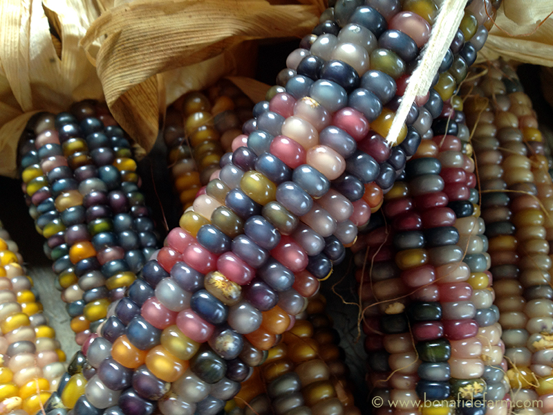 ข้าวโพดพลอย - Glass Gem Corn