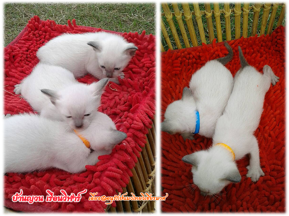 น้องแมว 21/12/58