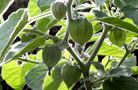 แคปกูสเบอรี่ - Cape gooseberry