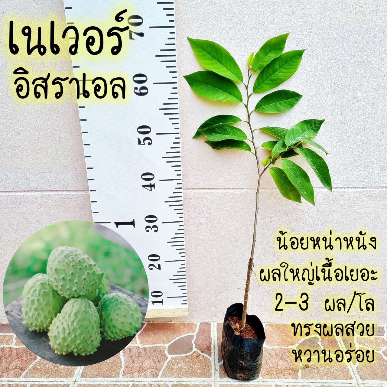 น้อยหน่า เนเวอร์ อิสราเอล ติดผลดก เนื้อหนัง หอมหวาน ต้นเสียบยอด สูง 40 cm. ขึ้นไป
