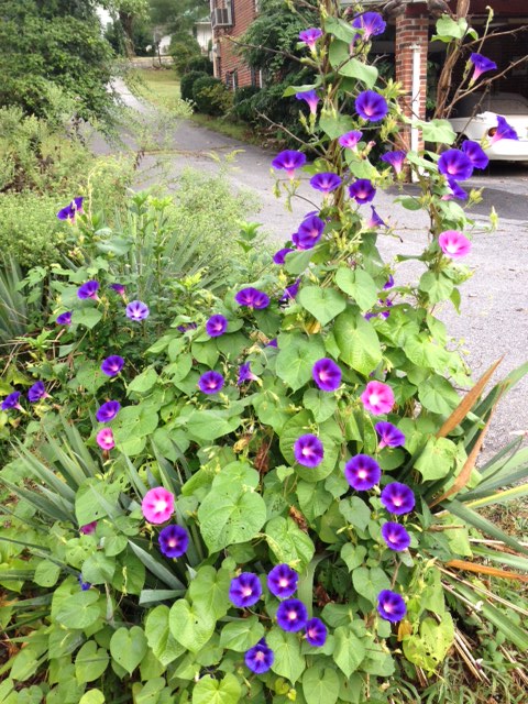 (Whole 1 Oz) มอร์นิงกลอรีคละสี - Mixed Morning Glory