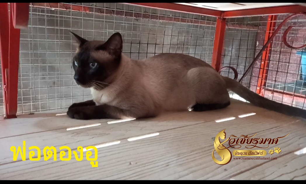 พ่อพันธุ์บ้านยวนเรือนวิฬาร์