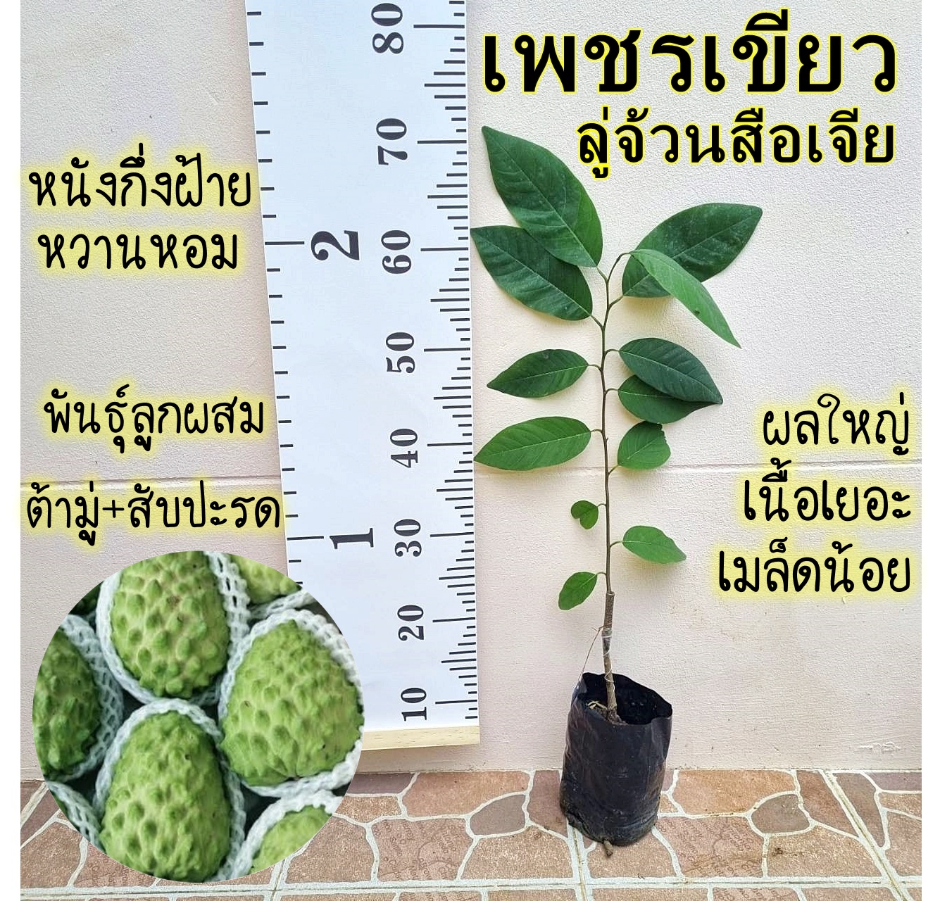 น้อยหน่า เพชรเขียว (ลู่จ้วนสือเจีย) เนื้อฝ้ายกึ่งหนัง ต้นเสียบยอด สูง 50 cm. ขึ้นไป