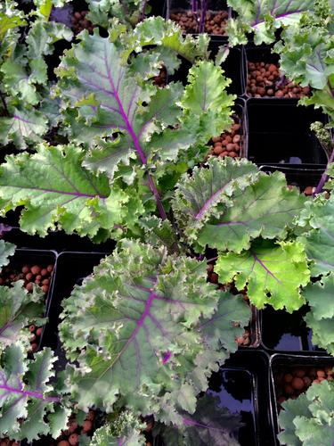 เมล็ดพันธุ์เคล สการ์เล็ต - Scarlet Kale Seed
