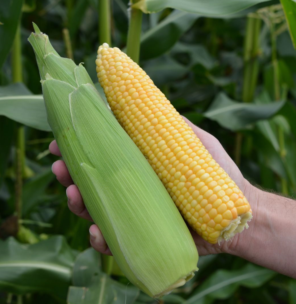 ข้าวโพดหวาน จูบิลี่ไฮบริด - Jubilee Hybrid Sweet Corn F1