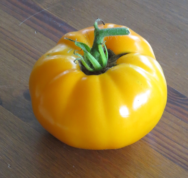 มะเขือเทศ แบนดี้ไวน์สีเหลือง - Yellow Brandywine Tomato