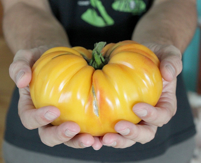 มะเขือเทศ แบนดี้ไวน์สีเหลือง - Yellow Brandywine Tomato
