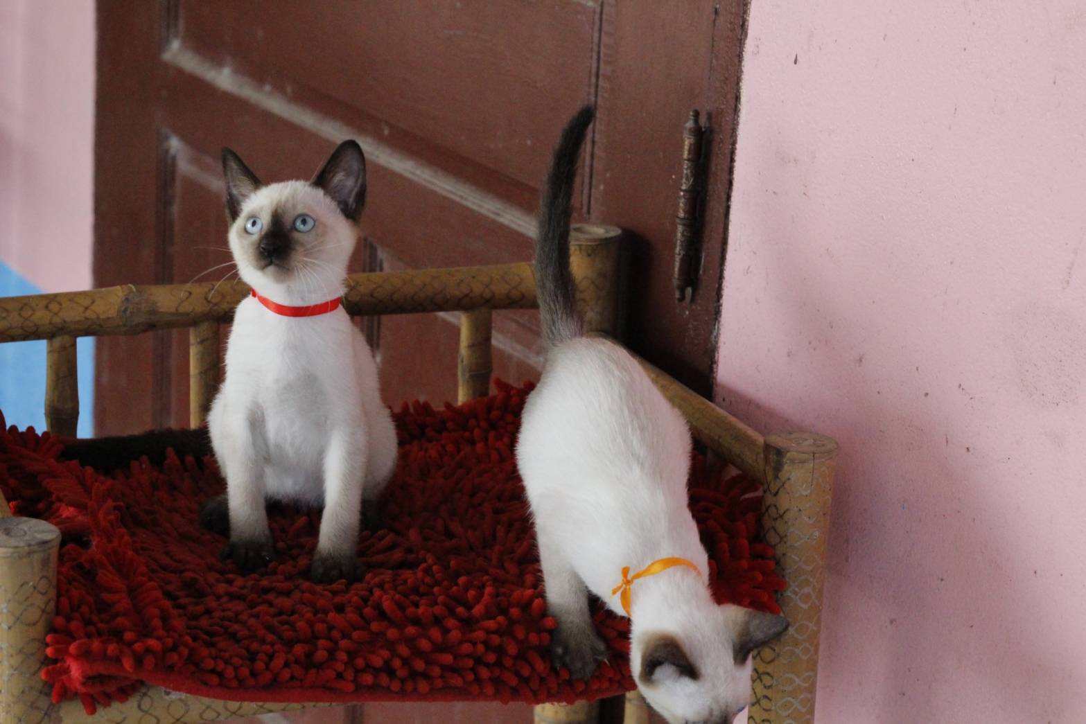 น้องแมวรุ่น 11/2565