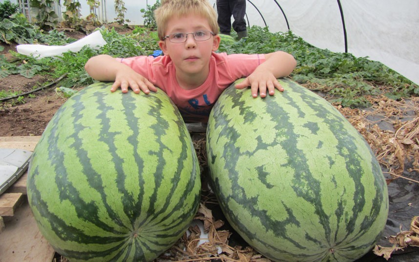 แตงโมยักษ์แคโรไลน่า - Carolina Giant Watermelon